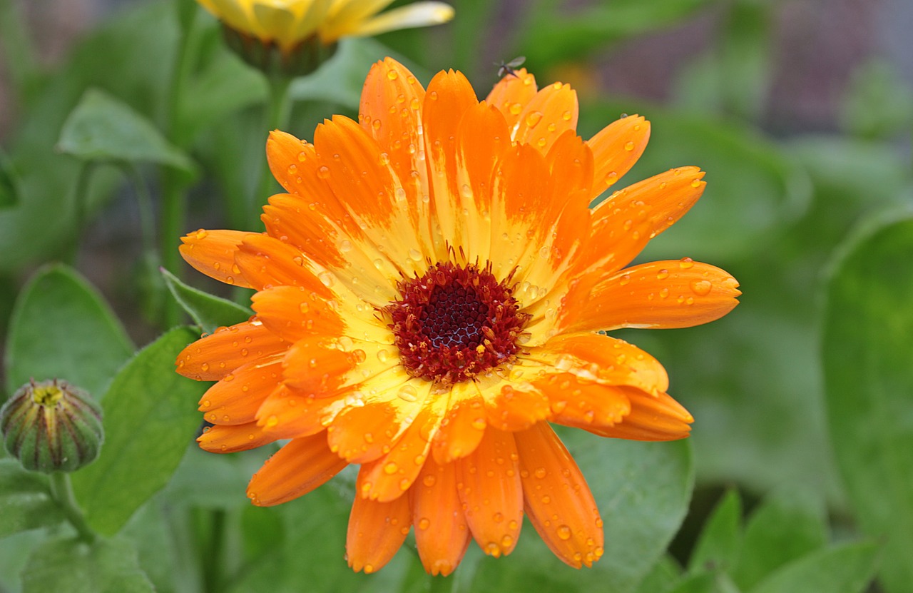calendula 1493160_1280