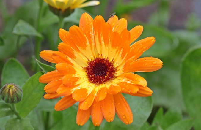 calendula 1493160_1280