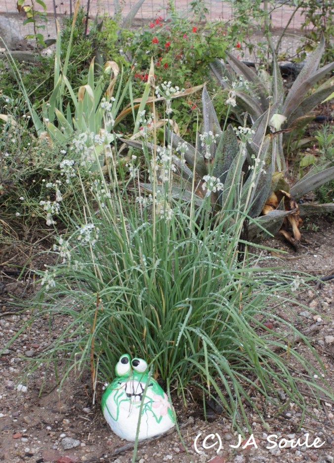 Allium tuberosum AMAP 4590 web