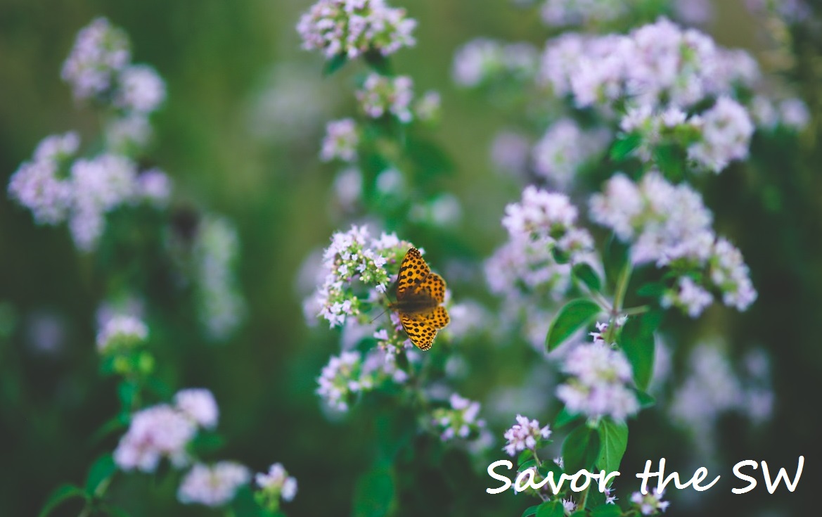 oregano 791486_1280 savor