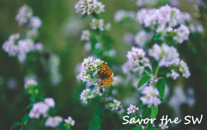 oregano 791486_1280 savor