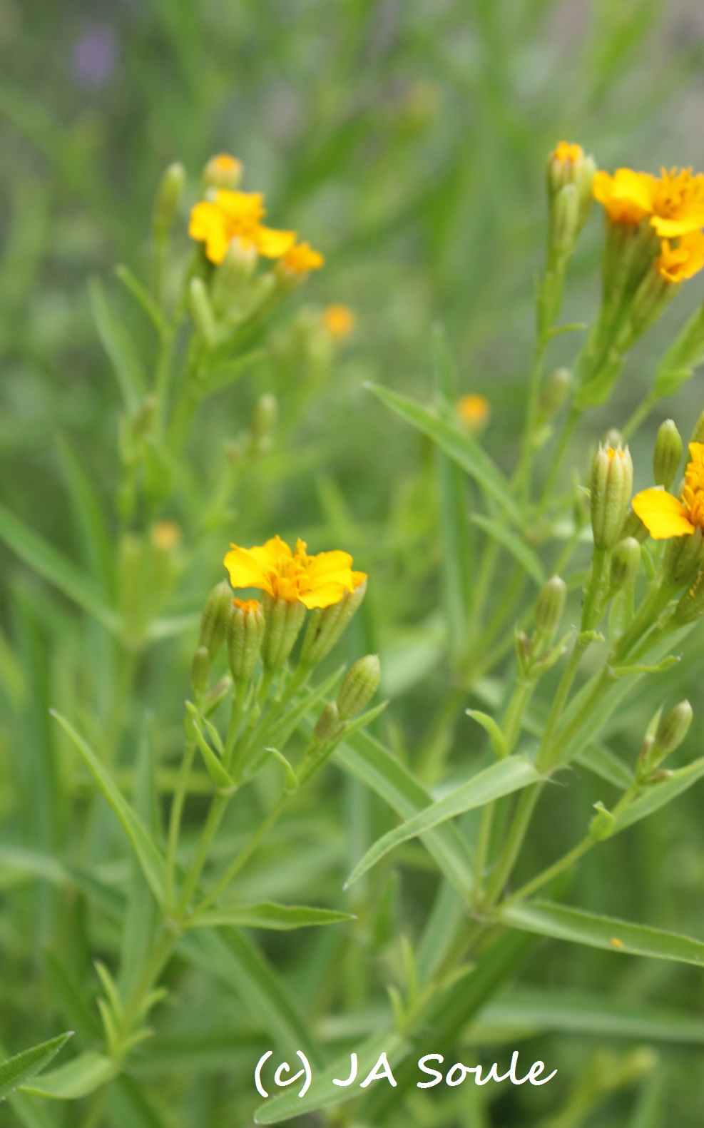 Tagetes lucida JAS 8392 web