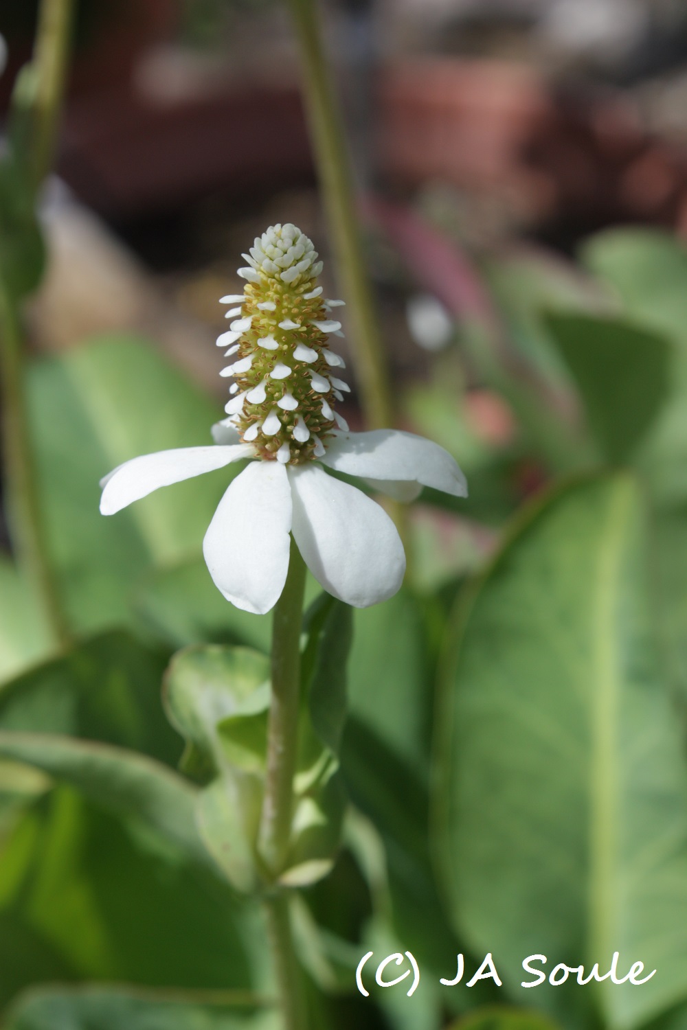 yerba mansa 6276 web