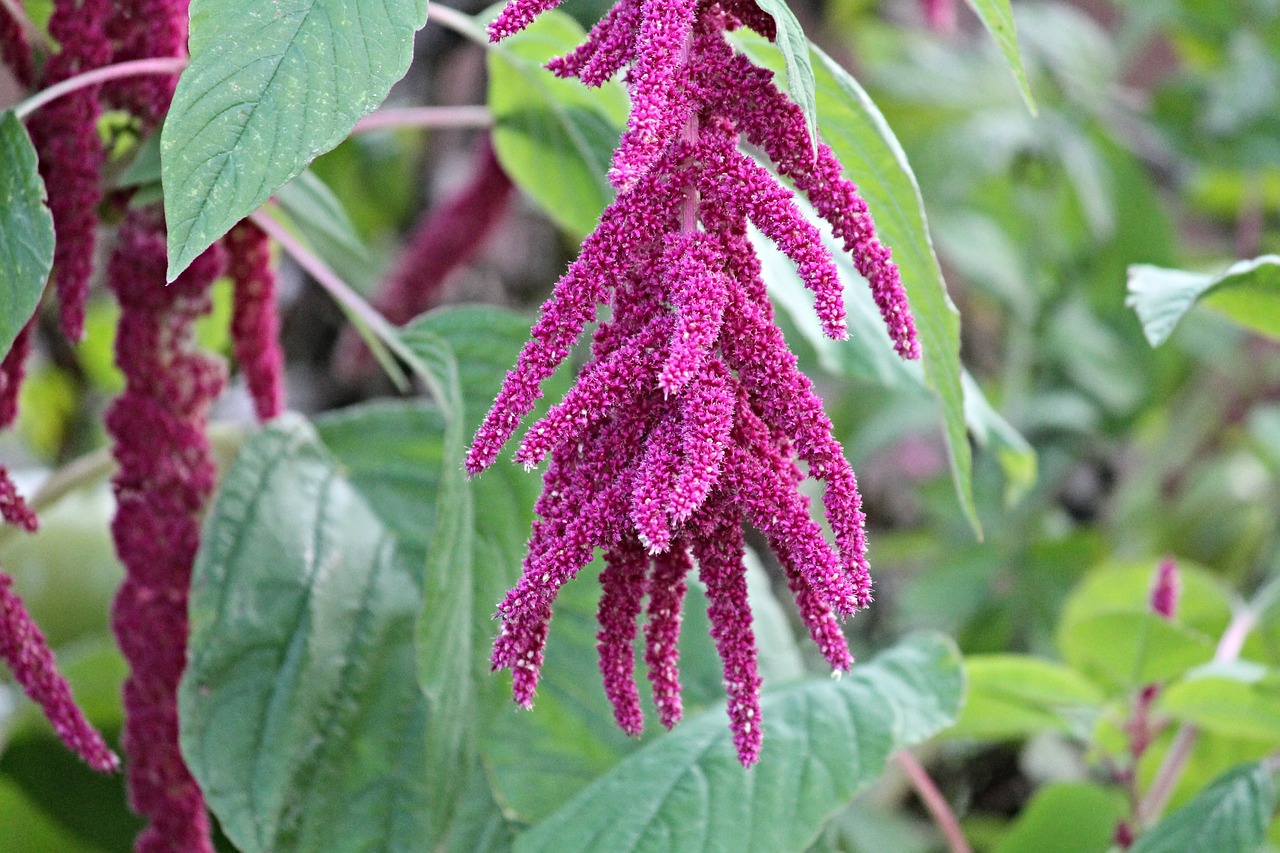 amaranth foxtail 2769772_1280
