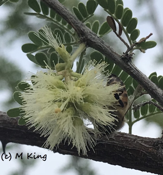 cat claw monica king 055