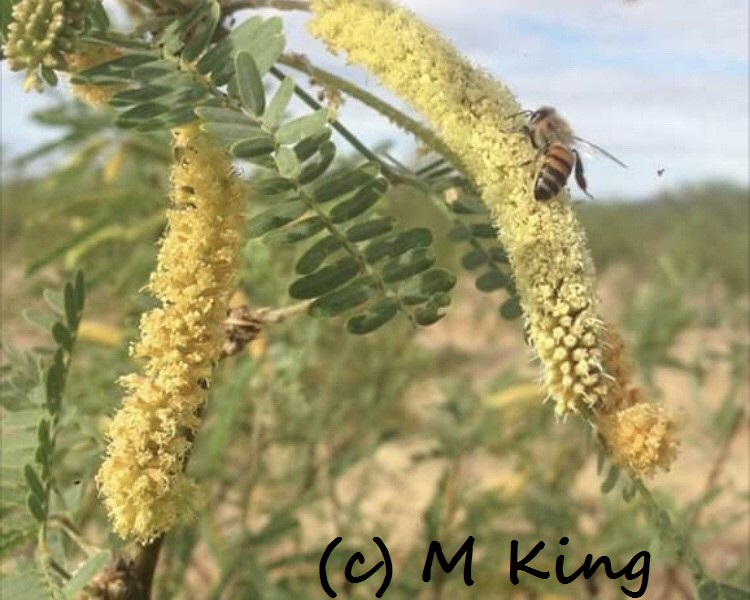 mesquite Monica King 605