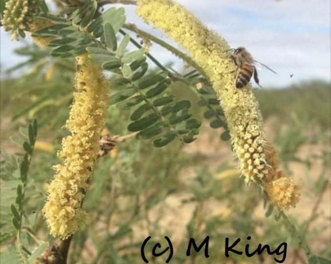 mesquite Monica King 605