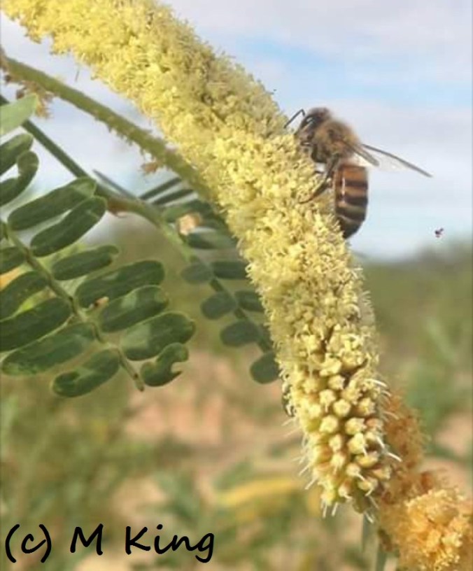 mesquite Monica king 607