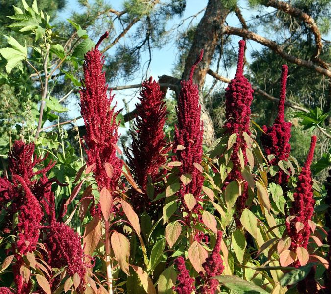 Amaranthus flowers by hardyplants wiki Cfree