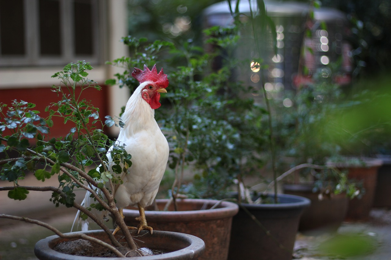 chicken 3104528_1280