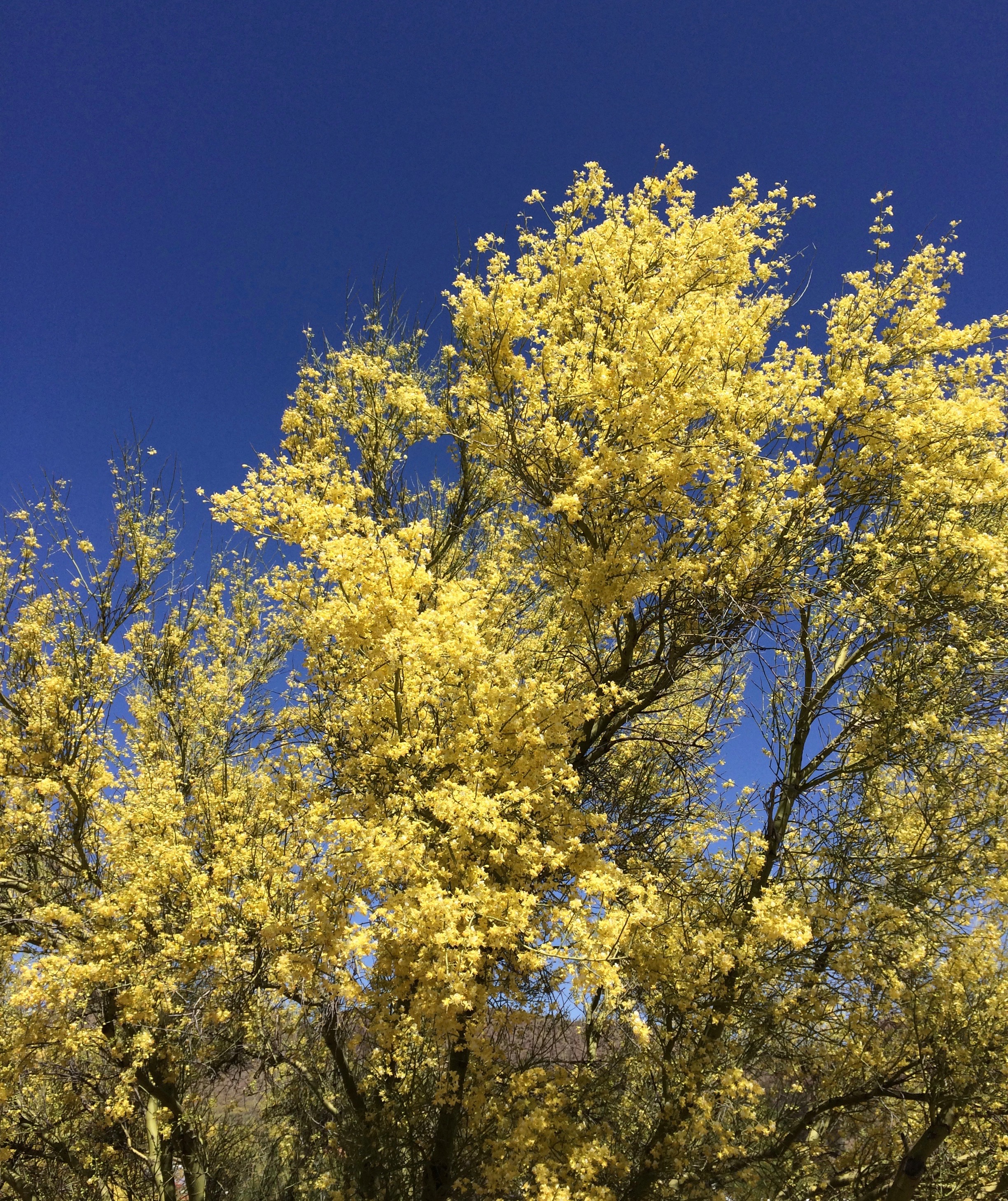 illustration palo verde post June7,2019