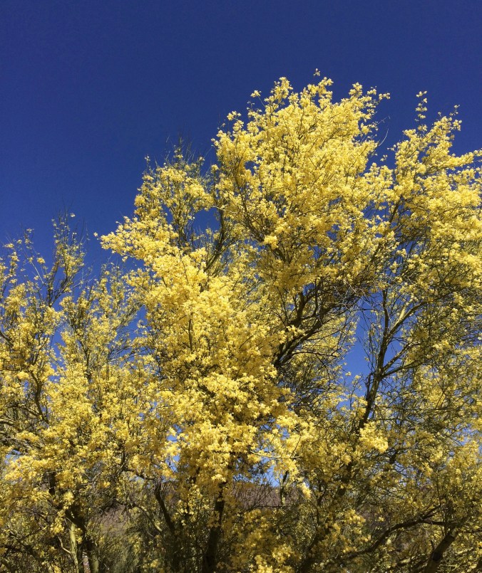 illustration palo verde post June7,2019