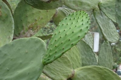 Call It Prickly Pear, Call it Nopal. It's time for harvest. | Savor the  Southwest: