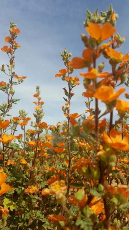 Savor the Southwest: | Forage, Raise, Cook