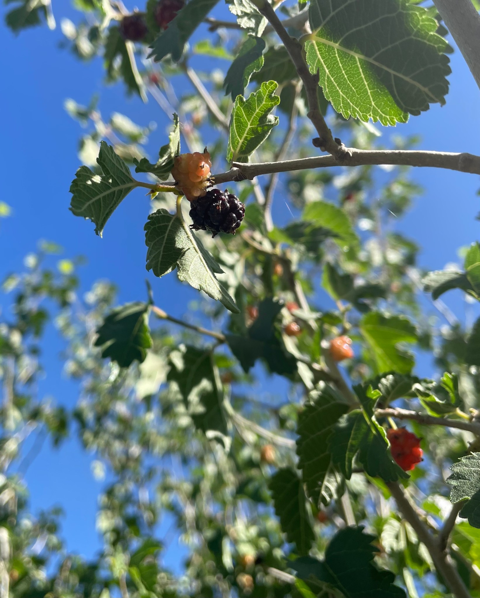 Savor the Southwest: | Forage, Raise, Cook