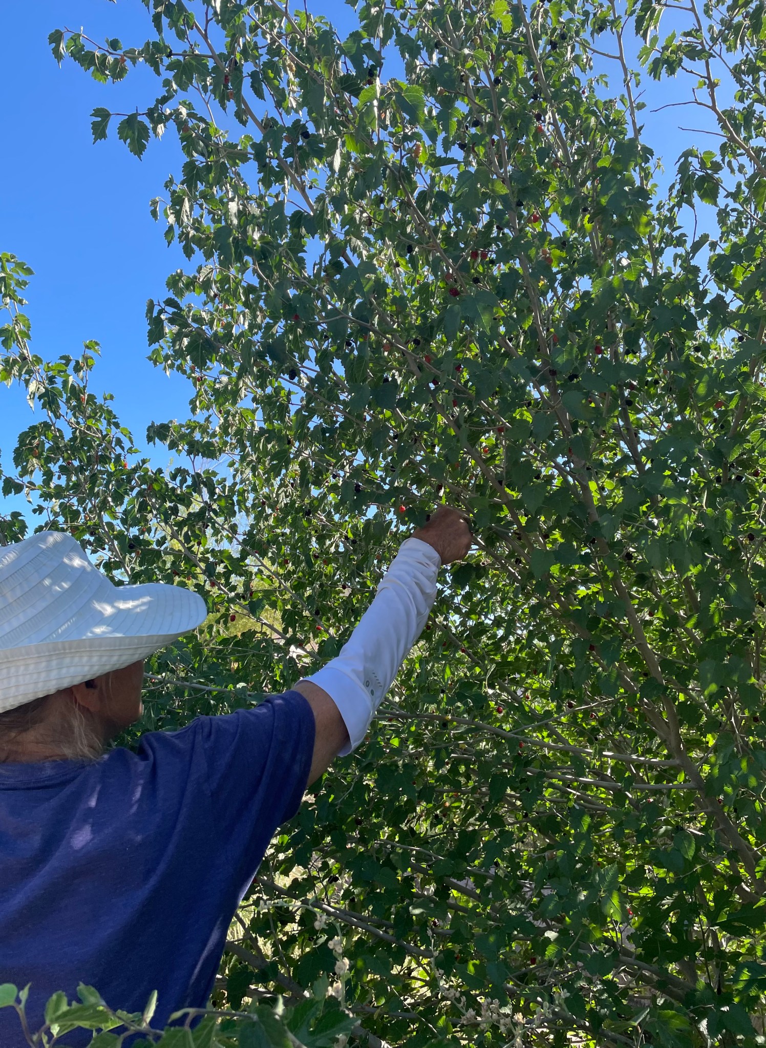 Savor the Southwest: | Forage, Raise, Cook