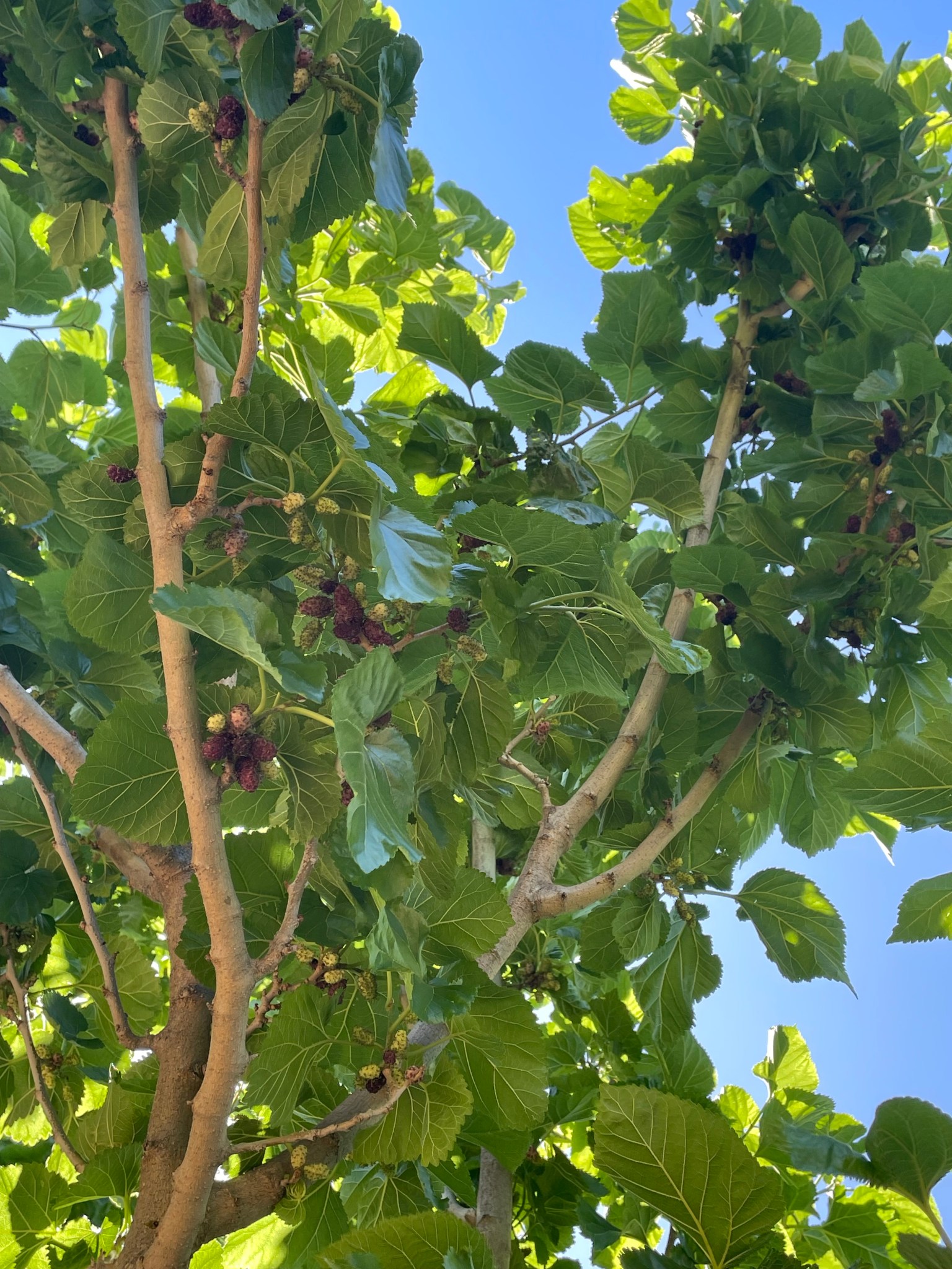 Savor the Southwest: | Forage, Raise, Cook