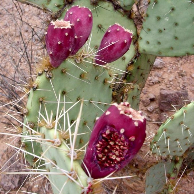 Savor the Southwest: | Forage, Raise, Cook