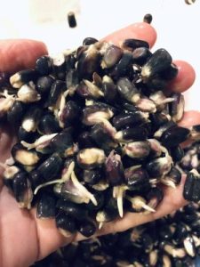Savor the Southwest: | Forage, Raise, Cook