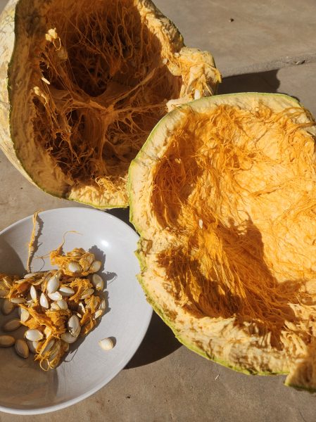 Savor the Southwest: | Forage, Raise, Cook