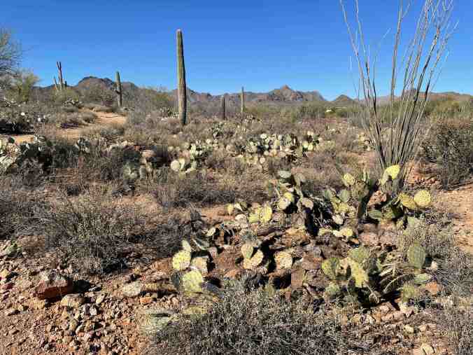 Savor the Southwest: | Forage, Raise, Cook